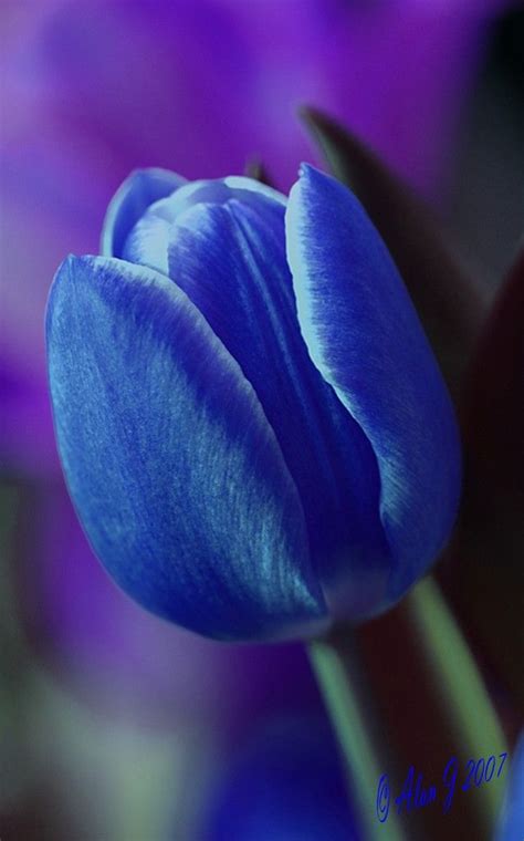Blue Beauty Tulips Flower Garden Plans Tulips Flowers