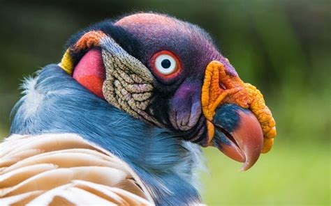 Top 10 Weirdest Looking Birds In The World Top10hq