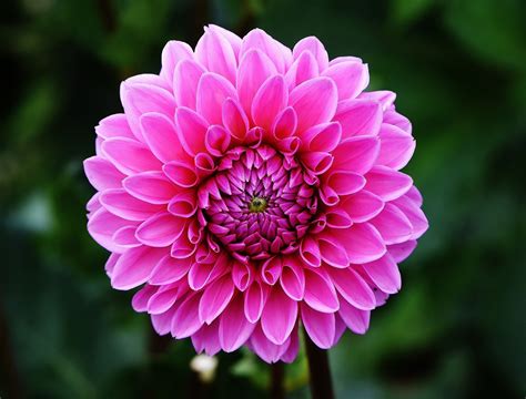 This Is How The Diverse Shapes And Colors Of Dahlias Can Add Pizzazz To