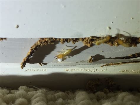 Diy Live Termites Treatment Home Gold Coast Termicure