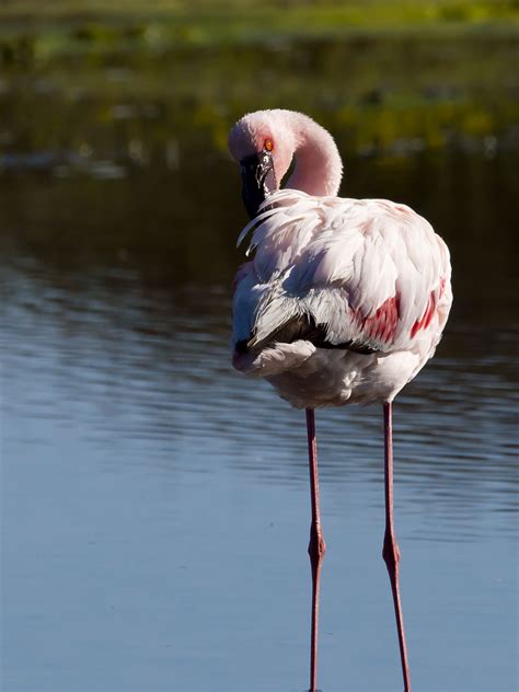 Flamingo West Coast National Park South Africa West Coast Coast