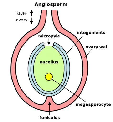 Nucellus In The Angiosperm Ovule Download Scientific Diagram