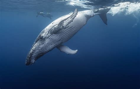 10 Largest Whale Species On The Planet With Photos Wildlifetrip