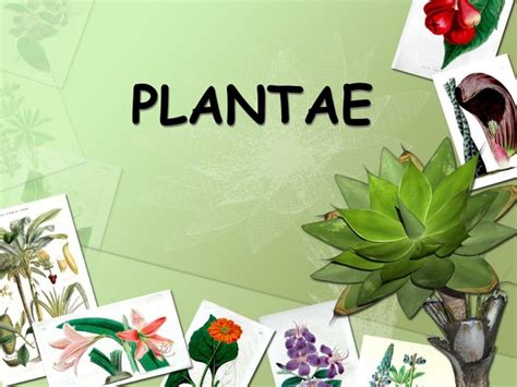 Ppt Plantae Powerpoint Presentation Free Download Id9649364