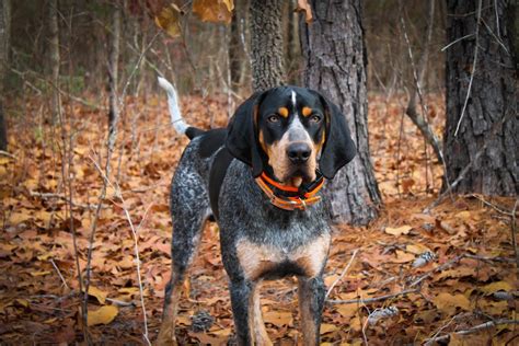 Bluetick Coonhound Complete Dog Breed Health Overview