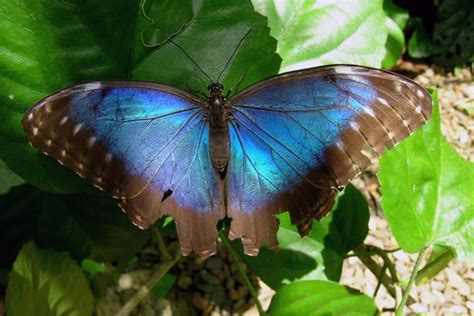 Blue Morpho Butterfly Species Biological Science Picture