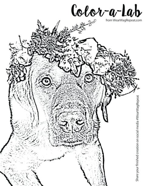 Labrador Dog Coloring Pages at GetColorings.com | Free printable