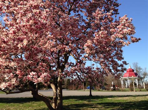 Flowering Trees Today Frozen Blooms Tomorrow St Louis Public Radio
