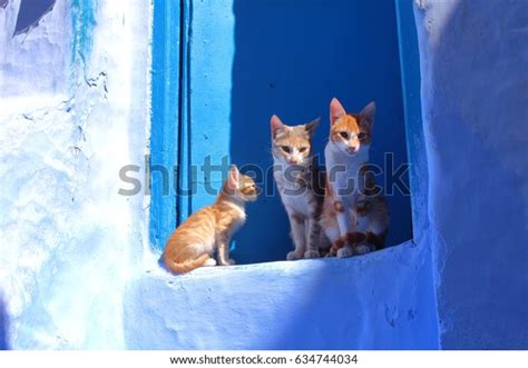 Cats Chefchaouen Morocco Stock Photo 634744034 Shutterstock