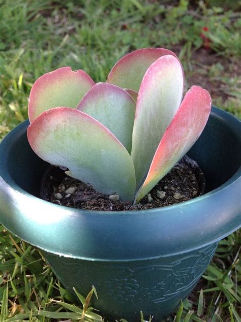 Petal Leaf Succulent A Guide To Growing And Caring For Your Plant