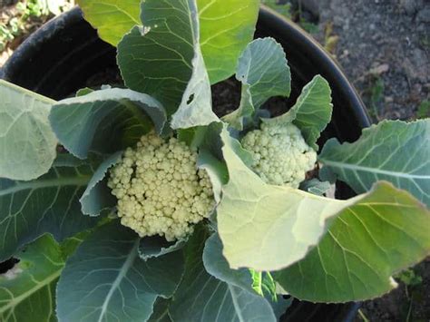 How To Grow Cauliflower From Seeds In Pots Everything You Need To