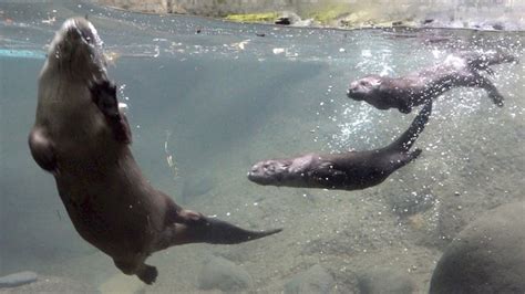 2 Baby Otters Show Off Their Skills After Graduating Swim Lessons At