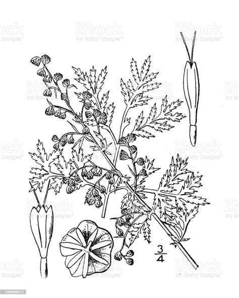 Stock Ilustrace Ilustrace Rostlin Starožitné Botaniky Artemisia Annua Pelyněk Roční Stáhnout