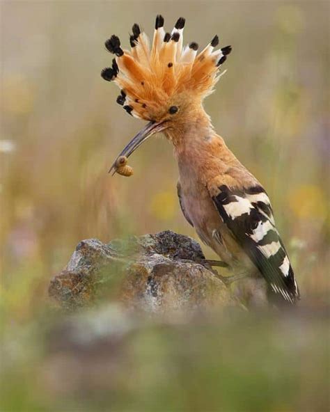 10 Birds With Magnificent Mohawks Every Colour Of The Rainbow Dockery