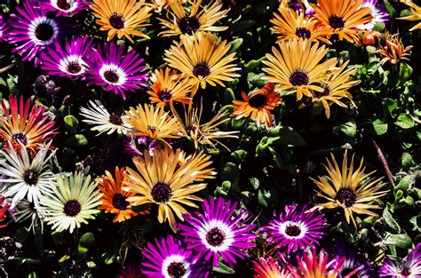 Download flower hd images and wallpapers with names. Flowers 4k Wallpapers - Wallpaper Cave