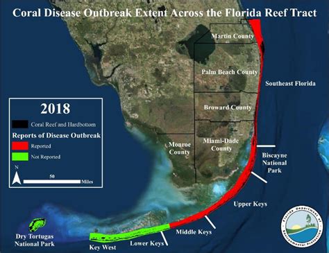 Coral Disease South East Florida Reefs