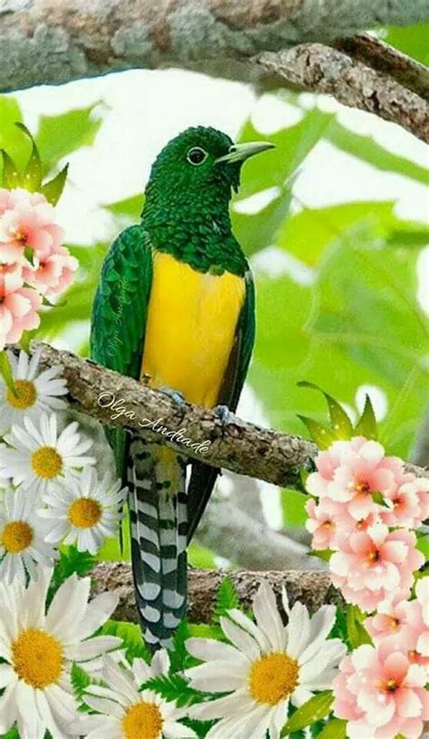 543 Best Beautiful Birds Flowers And Butterflies Images On