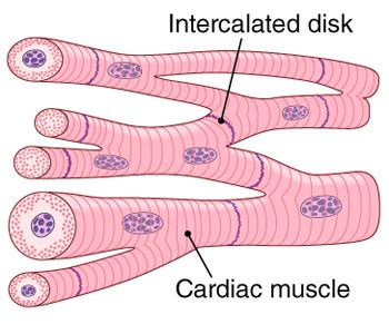 Cardiac Muscle Tissue Diagram Robhosking Diagram