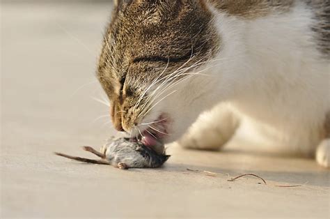 What Animals Eat Mice