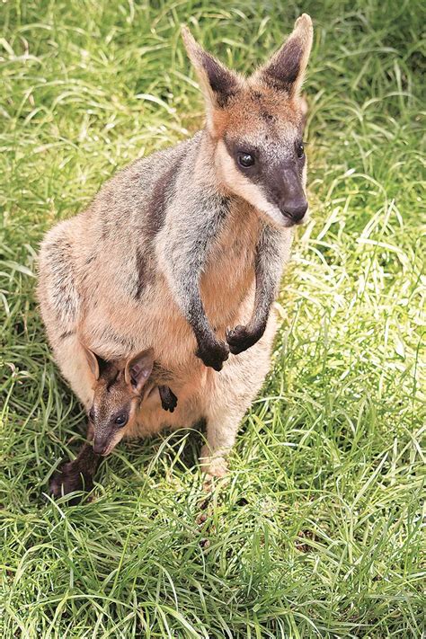 Explained How Does The Swamp Wallaby Stay Pregnant All Its Life