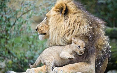 Male Lion With Cub Hd Wallpaper Background Image 2880x1800 Id