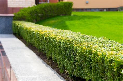14 Tips And Tricks For Perfect Hedges And Trees — Everydaygardenideas