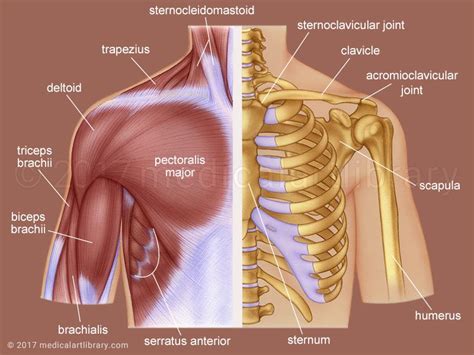 Deltoid Muscle Shoulder Anatomy