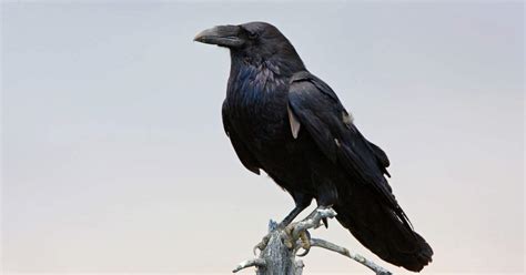 Featured Birds Common Ravens