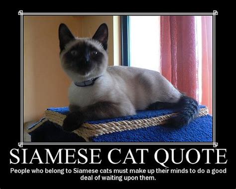 Siamese Cat Jokes Cats Types