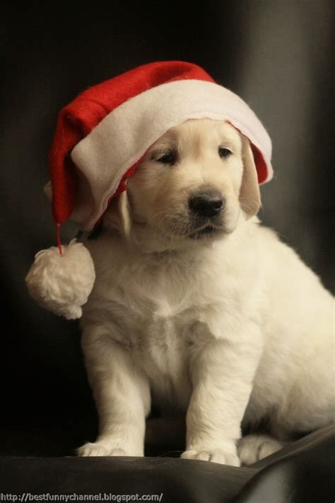 Adopting a puppy is much like bringing home a new baby. Cute and funny pictures of animals 56 .Christmas 8.