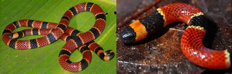 21 Common Types Of Snakes In Costa Rica 2023 Bird Watching Hq