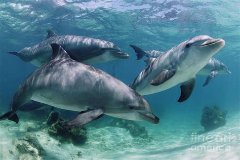 Group Of Bottlenose Dolphins Underwater Photograph Photograph By