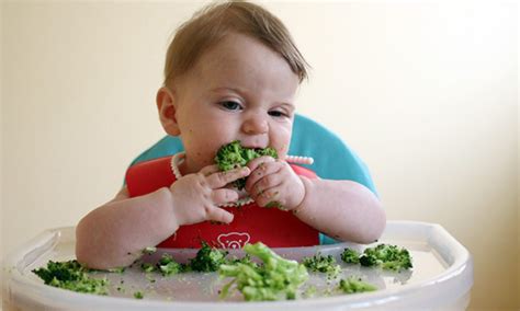 M Todo Blw Passos Para Fazer A Introdu O Alimentar