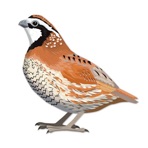 Quail Clipart Bobwhite Picture 1964577 Quail Clipart Bobwhite