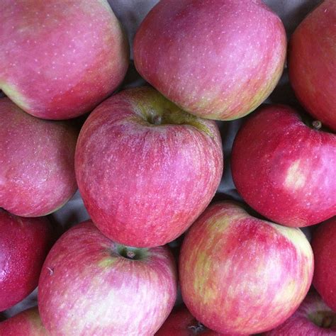 Organic Apples Fuji The Wholefood Pantry Palm Beach
