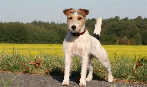 Parson Russell Terrier Breed Guide - Learn about the ...