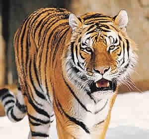 Difference between Jaguar and Tiger | Jaguar vs Tiger