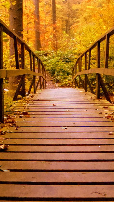 Free Photo Autumn Boardwalk Bridge Adventure Recreational Stairway