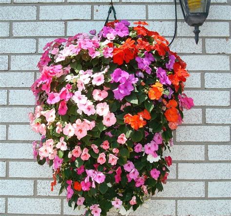 This can happen when peat moss is used in container mixes. Butterfly Hanging Basket Kit | Flowers, Hanging baskets ...