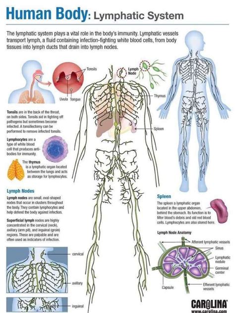 Biology Body Systems