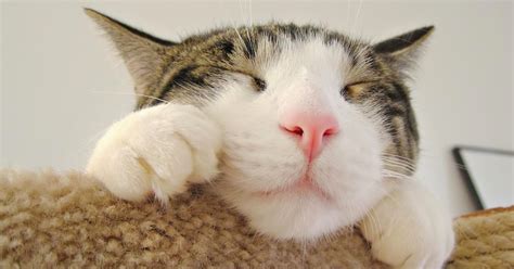 WALLPAPER ANDROID - IPHONE: 10 Wallpaper Kucing Keren