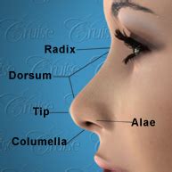 Rhinoplasty Orange County | Nose Anatomy - Newport Beach Nose Surgery