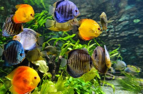 Air Aquarium Terdapat Kotoran Ikan Potret Santri