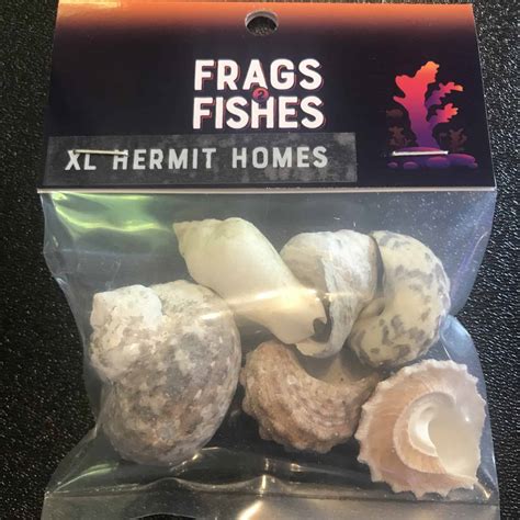 Petawi hermit crab shells large medium xlarge natural growth shells for hermit crab variety turbo seashells sea conch no painted hermit crab when it comes to choosing shells for your pet hermit crab, you want a variety on hand to ensure they can switch out their home if they feel the need. F2F XL Hermit Homes - Hermit Crab Shells - Frags 2 Fishes | Live Saltwater Fish & Corals ...