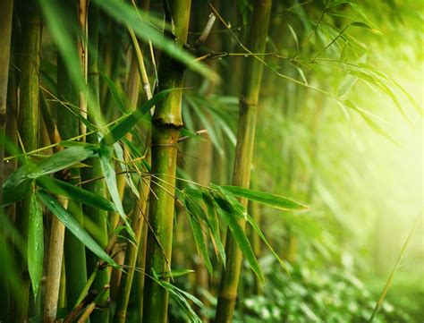 High Resolution Bamboo Tree 1024x781 Wallpaper