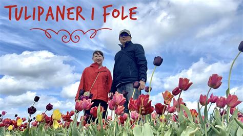 Tulipaner I Fole Denmark Tulip Farm 🇩🇰 Youtube