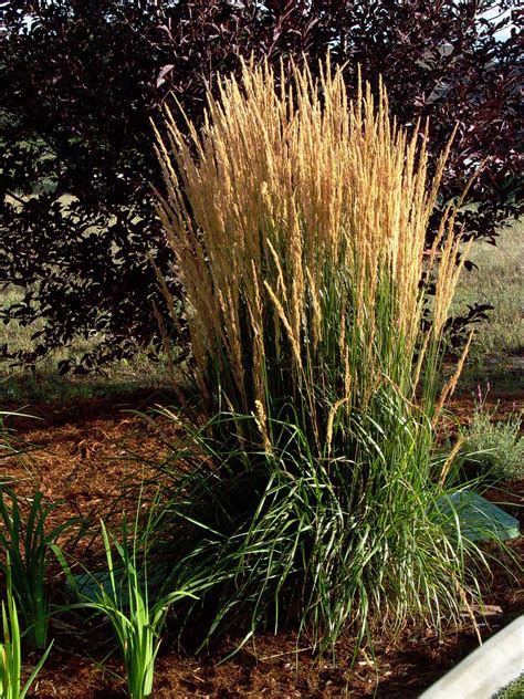 Mature plants do have some drought while feather reed grass won't spread uncontrollably in the landscape, a clump of it will continue to get larger. Feather Reed Grass | Ornamental grasses, Grass, Feather ...
