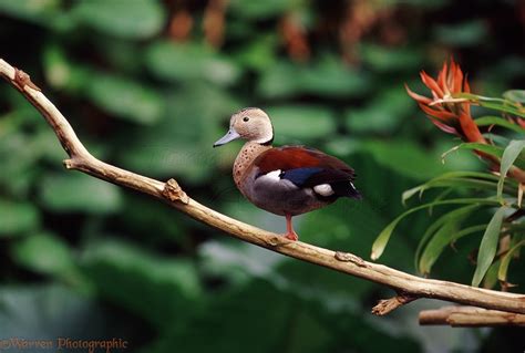 Rainforest Duck Photo Wp04737