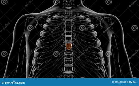 Human Skeleton Xiphoid Process Anatomy 3d Stock Illustration