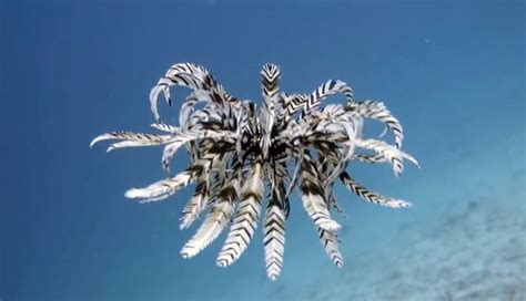Beautiful Feather Stars Bring Back The 70s Mnn Mother
